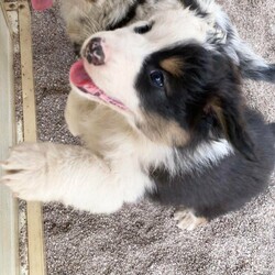 Australian Shepherd Female Black Tri Puppy Milkshake/Australian Shepherd Dog//Younger Than Six Months,“Milkshake” Female Black Tri Mismarked full tail (Usually marked) (Available)“Cookies And Cream Litter“Born 20/10/2021 – Pick up at 8 weeks 16/12/2021Or transport to Depo Perth on the 16/12/2021 for flights over east.Dam -Zenderland Fleur “AKA Fanta Red Tri NBT - DNA clear - Hips and Elbow Score 5Sire -Zenderland Blueberry “AKA” Blue – Blue Merle with Full tail – DNA Clear – Hip and Elbow Score 2“Milkshake” Female Black Tri Mismarked full tail (Usually marked) (Available)We strive to breed excellent temperaments, Great bone, substance, wonderful movement, and stunning heads. From fully tested parents.Puppies are well socialized, raised in our home on our farm with livestock, Miniature horses, Goats, and other dogs. They are wormed, microchipped, vaccinated, puppy pack, All Companion pet pups will be on the Limited Register. Dog West WA (Which means not for breeding or showing). But can compete in all other discipline’s obedience, herding etcTo apply for a puppy FIRST need email for a questionnaire and Details at pix******@******com thankyou REVEAL_DETAILS WE ARE IN THE Margaret River AREA Western AustraliaDogswest Membership Number 6100036049