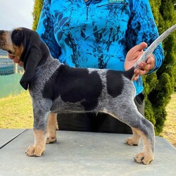 Bluetick Coonhound Puppies/Bluetick Coonhound//Younger Than Six Months,Scentmaster Hounds have a limited number of pups available in our current Bluetick Coonhound litter.All Pups are Well socialised growing up with kids, other dogs and various other pets they are ANKC registered, have been health checked, vaccinated, regularly wormed and microchipped.Ready to go 18/12/21We offer ongoing breeder support and advise, we are the only Registered Breeders in Australia and look for the best advocates possible for our wonderful Pups.DAMFully imported from USA , ANKC Registered-Excelling in Bench and Ring Shows-Performance and Tracking-Cameron Bred-Target specific Scent Trailing and Hunting in USA and Australia-Accomplished in Day/Night events with both UKC and AKCSIRE-Fully accomplished in Bench and Ring Shows-Performance and Tracking- Champion Night Events and Tracking-Target Specific Hunting-Competition Trials- Placed at Westminster in New York 2021Happy to help arrange transport for interstate homes.These pups are suitable for Pets, Showing, Hunting, Tracking, Scent Detection and Service work.Microchip Numbers 956000007522073, 956000007522945, 956000007516630For Further info or if you have any questions please call Laura on******1283 REVEAL_DETAILS 