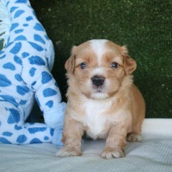 Adopt a dog:Havanese Pedigree Puppies/Havanese//Younger Than Six Months,If you are reading this then there are puppies available.Puppy will be ready to go from early February 2022 at 9 weeks of age.I cannot send to WA, NT or TAS as I will not fly my puppies.Are you looking for a pup to join your family; a pup that is very smart, easy to train, loves people and other animals, looks glorious and will keep you totally entertained? The Havanese breed is exactly what you are seeking. They are pure bred registered puppies, are raised in the house then into their own dedicated puppy yard filled with toys and stimulating things to do. They are kept with their Mum and are well socialised with many different animals and lots of human contact. The Havanese are low-shedding and non-allergenic so many people with alergies cope well with the breedPuppy's come with pedigree papers, microchipped, two vaccinations and vet wellness reports, 6 weeks insurance and forever breeder support.Before considering a x oodle breed, have a look at the Havanese knowing you are getting many generations of healthy, well cared for dogs with a full history.Breeder - MDBA - 11118Please view website for lots more information www.kerrishavanese.com - then click on the link on the Puppies page to complete the Questionnaire.If responding from Gumtree site please do not just forward their standard reply. Provide me with some information on why you are seeking a Havanese and some information on your environment and family and your email contact. One line responses will be ignored.Note the images are of previous litters and are not the available puppies.