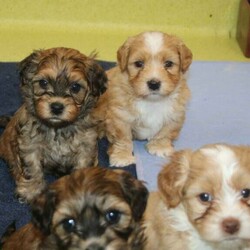 Adopt a dog:Havanese Pedigree Puppies/Havanese//Younger Than Six Months,If you are reading this then there are puppies available.Puppy will be ready to go from early February 2022 at 9 weeks of age.I cannot send to WA, NT or TAS as I will not fly my puppies.Are you looking for a pup to join your family; a pup that is very smart, easy to train, loves people and other animals, looks glorious and will keep you totally entertained? The Havanese breed is exactly what you are seeking. They are pure bred registered puppies, are raised in the house then into their own dedicated puppy yard filled with toys and stimulating things to do. They are kept with their Mum and are well socialised with many different animals and lots of human contact. The Havanese are low-shedding and non-allergenic so many people with alergies cope well with the breedPuppy's come with pedigree papers, microchipped, two vaccinations and vet wellness reports, 6 weeks insurance and forever breeder support.Before considering a x oodle breed, have a look at the Havanese knowing you are getting many generations of healthy, well cared for dogs with a full history.Breeder - MDBA - 11118Please view website for lots more information www.kerrishavanese.com - then click on the link on the Puppies page to complete the Questionnaire.If responding from Gumtree site please do not just forward their standard reply. Provide me with some information on why you are seeking a Havanese and some information on your environment and family and your email contact. One line responses will be ignored.Note the images are of previous litters and are not the available puppies.