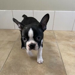 Lucky Last Boston Terrier Puppy Available Now/Boston Terrier//Younger Than Six Months,We have 1 male pup still available nicknamed Pizzly. This beautiful little baby is strictly an inside dog and ready for his forever home now. This breed needs a lot of human interaction and lots of time spent with them.This gorgeous guy has a fantastic personality and is very smart. He is a very happy puppy who loves to play but also loves to sit on the couch and chill.This beautiful baby is being raised in the family home and is receiving lots of love and cuddles. He has been vet checked, wormed and microchipped. Both parents have been DNA tested and are true Boston Terriers. DNA results can be viewed on request.BRN - BTQLD198380RPBA - 4935For more information contactJonie ******9784 REVEAL_DETAILS 