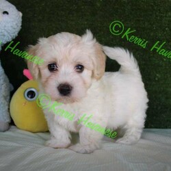Adopt a dog:Havanese Pedigree Puppies/Havanese//Younger Than Six Months,If you are reading this then there are puppies available.Puppy will be ready to go from early February 2022 at 9 weeks of age.I cannot send to WA, NT or TAS as I will not fly my puppies.Are you looking for a pup to join your family; a pup that is very smart, easy to train, loves people and other animals, looks glorious and will keep you totally entertained? The Havanese breed is exactly what you are seeking. They are pure bred registered puppies, are raised in the house then into their own dedicated puppy yard filled with toys and stimulating things to do. They are kept with their Mum and are well socialised with many different animals and lots of human contact. The Havanese are low-shedding and non-allergenic so many people with alergies cope well with the breedPuppy's come with pedigree papers, microchipped, two vaccinations and vet wellness reports, 6 weeks insurance and forever breeder support.Before considering a x oodle breed, have a look at the Havanese knowing you are getting many generations of healthy, well cared for dogs with a full history.Breeder - MDBA - 11118Please view website for lots more information www.kerrishavanese.com - then click on the link on the Puppies page to complete the Questionnaire.If responding from Gumtree site please do not just forward their standard reply. Provide me with some information on why you are seeking a Havanese and some information on your environment and family and your email contact. One line responses will be ignored.Note the images are of previous litters and are not the available puppies.
