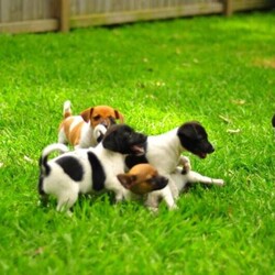 Adopt a dog:Jack Russell/Jack Russell Terrier//Younger Than Six Months,Jack Russel cross Fox Terrier $1,5001 Girls 1 Boy left black and white8 weeks old wormed, vaccinated, microchipped and ready to goBeautiful natured dog
