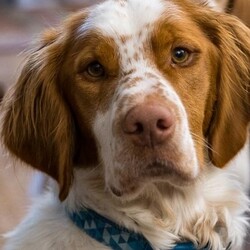 Adopt a dog:me/Brittany Spaniel/Male/Adult,Hello, my name is Luigi. My big brother Mario and I were born in October, 2018. We are three years old. I weigh 44 pounds and am very strong. Mario and I are closely bonded so we will only be adopted together. We get very anxious when we are separated, even for something as simple as a vet visit. Much of what I tell you about myself applies to Mario so please read his bio also.

Our ideal family would be with active adults with lots of Brittany or sporting dog experience, who love the outdoors and athletics. A home with mature, dog-savvy older teens would work also. My brother and I are used to going on a four-mile speed walk every morning for a warm up and then we play all day. We have strong prey drives, and love to chase butterflies, dragonflies, tweety birds, and squirrels. Because of our prey drive, we cannot be in a home with cats.

I love to play with my chuck-it ball. I am also an excellent swimmer. My foster dad has a great pool and canyon area and we play outside 3-4 hours continuously every day. We love to play in our foster dad's pool, smell out lizards and other moving things in the fenced in canyon and just have a great time. Like most boys, we like to roughhouse and when we get bored, we chew anything we can find. We will tug you on a leash if you go slow, but love to move along at a fast clip or even a jog.

Any home we go to must have a secure, physical fence (at least 6 foot high). Mario and I love to jump and can clear shorter fences either from a standing position or with a running start. When we look at chain link fences we see step ladders to freedom, no matter how high, so only a privacy fence will do. So, what I am saying is that we need a forever home with a strong 6-foot (or higher) privacy fence and a large back yard for playtime. We would love a pool but can make do with a children's wading pool.

Over the last several months we have learned to sit, kind of stay, do a high-five handshake, and swirl in circles for treats. We sit for cookies and chewies, and before a door is opened, and then barrel through with glee. We are both fast learners and respond well to training.

After a day of exercise, we are very peaceful and full of cuddles. We are fully crate-trained. We call the crates our 