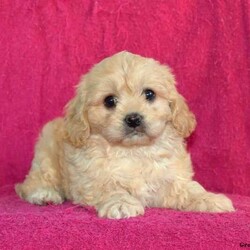Dill/Cavachon/Male /6 Weeks,Say hello to Dill! This adorable Cavachon puppy is one of a kind and can’t wait to spoil you with love and attention. Dill is one of a kind and will surly melt your heart. He is vet checked, up to date on shots and wormer plus comes with a health guarantee provided by the breeder! To welcome this puppy into your home please contact the breeder today.