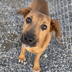 Adopt a dog:me/Shepherd/Male/Baby,Adoptable in: MA, RI, NH, CT, and VT

Good with dogs: Yes, with proper intros
Good with cats: Unknown
Good with kids: Yes, kids 13+
Crate trained: Mostly
House trained: Mostly

Pete Best is an active boy who loves to play with his stuffed squeaky toys and tennis balls. He likes to go for walks but gets overly excited about squirrels and other dogs. At times, he can bark at other dogs while on leash and will need an adopter comfortable with redirection and further leash training. He is good with other dogs after being introduced, but would be happy as a solo pup in the home as well. He does like to eat his food and enjoy his toys separately. 

Pete Best's ideal home will have plenty of puppy play time! Pete Best likes to be near his humans and will follow them throughout the house. He is almost fully crate trained but may have the occasional accident if left alone a full workday. 

Pete Best is a very lovable boy and will make a wonderful dog for some lucky family!

Please Note: All dogs are posted until they are officially adopted. This dog may have other interested adopters in line. If you are interested in adopting, please fill out an application on our website at www.lasthopek9.org.