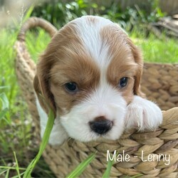 Adopt a dog:Beaglier puppies ready for their forever homes 18/01/2022/King Charles Spaniel//Younger Than Six Months,Beautiful Beaglier (Beagle cross Cavalier King Charles Spaniel) puppy born 23/11/2021.There are 5 female pups and 1 male available:Lenny: SOLDLuna: SOLDLexi: AvailableLyla: AvailableLottie: AvailableLucy: AvailableAll pups come vet checked, microchipped and vaccinated (1st vaccination only).Mum, Nala is 1/4 Cavalier, 3/4 Beagle and is extremely affectionate and cuddly, loving nothing more than to be by your side or even better on your lap. If she isn’t able to snuggle one of her humans she can be found snuggling with her best friend and father of her pups, Chillie.Dad, Chillie, is 1/4 Beagle, 3/4 Cavalier and is a loyal, loving, intelligent and very social little man who can barely contain his excitement when he hears the words “dog park”. Chillie loves nothing more than frolicking in the grass with new friends.These pups are all very playful and cuddly with beautiful temperaments. They are very affectionate and love to bestow lots of puppy kisses to anyone who will accept the gesture.Prospective owners are very welcome to come and meet the pups in person to see whether their temperament and nature fits with your pet needs.Please contact Ben on ******** 721 you would like more information, more photos or to organise a visit. REVEAL_DETAILS Pups are located in Eastwood NSW 2122RPBA #9241Individual microchip numbers will be provided after 13/01/2022 when the pups are able to be vaccinated and microchipped.For more photos of puppies and their parents go to https://www.instagram.com/beaglierpups/