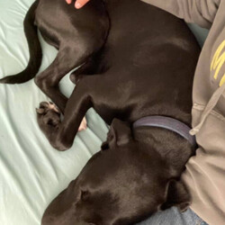 Adopt a dog:Tango Roscoe Searcy/Labrador Retriever/Male/Adult,Adoptable in: MA, RI, NH, CT, and VT

Good with dogs: Yes, with proper intros
Good with cats: Unknown
Good with kids: Unknown
Crate trained: Working on it
House trained: Yes

Tango is a very shy but happy boy. He can be timid in new situations but loves any type of attention, and his tail is always wagging. If there is room on the couch, he asks for permission to jump up and then cuddles right into you.

He has quietly crated in short amounts during the daytime but will bark and not settle when crated at night. He prefers a dog bed or blanket in the bedroom with his humans instead. He also does great with gates if outside the crate, with no chewing or accidents. He loves to give kisses! Tango is house trained and when he needs to go out during the day, he will politely ask.

He would benefit from a single-family home who will give him lots of attention and stay active with him. Tango is looking for either an adult only home or one with kids 16+ after struggling with young children in his prior home. He craves love and a 'good boy' as he is so eager to please. He will be a wonderful companion! 

Please Note: All dogs are posted until they are officially adopted. This dog may have other interested adopters in line. If you are interested in adopting, please fill out an application on our website at www.lasthopek9.org.