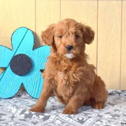 Lilah/Mini Goldendoodle/Female /8 Weeks,Say hello to your new best friend, Lilah! This sweet & playful Miniature Goldendoodle puppy is ready to join you on lots of adventures. She is vet checked, up to date on vaccinations & dewormer, plus comes with a 30-day health guarantee provided by the breeder. Lilah is being family-raised with children and is well socialized. If you would like to learn more about this cutie and how you can bring her home, please contact John today!