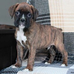 Moose/Boxer/Male /6 Weeks,Here comes Moose! This adorable Boxer puppy is full of life and can’t wait to go on an adventure with you. He is vet checked and up to date on shots and wormer. This loving fellow can also be registered with the AKC and comes with a one year genetic health guarantee provided by the breeder! Moose is family raised with children and can’t wait to find a forever home. To welcome this puppy into your home please contact Lizzie today!