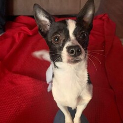 Adopt a dog:Itsy Bitsy/Chihuahua/Female/Young,Meet Itsy Bitsy!  She is a 3 year old female Chihuahua and weighs 7 lbs.  She is very much a Chihuahua, she likes to be an ankle biter.  Itsy Bitsy is very protective,  She needs a woman who will over her and spoil her.  Itsy Bitsy has been fully vetted and is waiting for her new home.