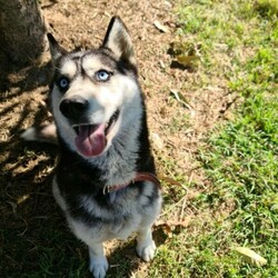 3yr old, desexed female husky/Siberian Husky//Older Than Six Months,An extremely regretful sale. I can't keep my baby girl "Malia" anymore. She needs to go to a GOOD home that either has a male dog or no animals. She's good with kids, she loves playing with them. She's a kind girl to people, I take her to the nursing home I work in. Not suited for farm life. Please message me if you are interested. That's isn't her price 