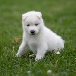 (PEDIGREED) ICE WHITE SIBERIAN HUSKY PUPPYS/Siberian Husky//Younger Than Six Months,For this season , Husky Dynasty presents an exotic ice white litter consisting of 2 males and 4 females all exhibiting steady and positive growth.Puppies come with DNA PAPERWORK, PEDIGREE PAPERWORK(mdba), worming, weaning, microchipping, vaccinations, vet checking. Pupps are also registered on the pet registry, socialised and water ready before leaving our care.Puppies also come: