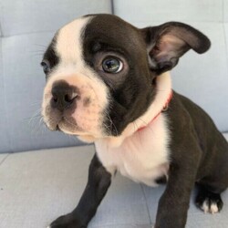 Boston Terrier Puppies/Boston Terrier//Younger Than Six Months,Ready for their forever homes on Jan 29th. Located in Pakenham, Vic.Our Boston Terriers are for pet homes only, or upon approval for a small breeder. Our dogs (and pups) are part of our family. Raised around children, other dogs, and our cats.Parents are papered and DNA tested.Pups are wormed, microchipped, vaccinated, and vet checked. They also come with 6 weeks pets insurance.More pictures and Videos with individual enquiries.Saski (F)Sakura (F)Hermione (F)Aang (F)Xena (F)Stripes (M)Spot (M)Motley Bostons (Sarah, Rainer, Nicki)MDBA breeder 19202Microchips956000014586760956000014635728956000014505880956000014499439956000014588662956000014501530956000014495875Genuine Enquires only please