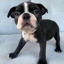 Boston Terrier Puppies/Boston Terrier//Younger Than Six Months,Ready for their forever homes on Jan 29th. Located in Pakenham, Vic.Our Boston Terriers are for pet homes only, or upon approval for a small breeder. Our dogs (and pups) are part of our family. Raised around children, other dogs, and our cats.Parents are papered and DNA tested.Pups are wormed, microchipped, vaccinated, and vet checked. They also come with 6 weeks pets insurance.More pictures and Videos with individual enquiries.Saski (F)Sakura (F)Hermione (F)Aang (F)Xena (F)Stripes (M)Spot (M)Motley Bostons (Sarah, Rainer, Nicki)MDBA breeder 19202Microchips956000014586760956000014635728956000014505880956000014499439956000014588662956000014501530956000014495875Genuine Enquires only please
