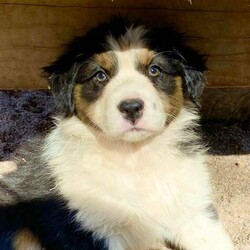 Australian Shepherd Puppies Pure Bred Black Tri Female with Full tail./Australian Shepherd Dog//Younger Than Six Months,"Fires Of Margaret River Litter""Phoenix" Female Black Tri full Tail AvailableGood Head Markings and excellent Tan Points, colour will get more as she grows just stunning. Nicely put together , good type.Temperament - Calmer, Friendly ."Fires Of Margaret River Litter"Named after we had to evacuate from the farm with livestock and our pets.“Born 25/11/2021Dam -Zenderland Lady “AKA Lady Red Tri NBT - DNA clear - Hips and Elbow Score 2Sire -Zenderland Blueberry “AKA” Blue – Blue Merle with Full tail – DNA Clear – Hip and Elbow Score 2Puppy"We strive to breed excellent temperaments, Great bone, substance, wonderful movement, and stunning heads. From fully tested parents.Puppies are well socialized, raised in our home on our farm with livestock, Miniature horses, Goats, and other dogs. They are wormed, microchipped, vaccinated, puppy pack, All Companion pet pups will be on the Limited Register. Dog West WA (Which means not for breeding or showing). But can compete in all other discipline’s obedience, herding etcTo apply for a puppy FIRST need email for a questionnaire and Details at pix******@******com thankyou REVEAL_DETAILS WE ARE IN THE Margaret River AREA Western AustraliaDogswest Membership Number 610003604