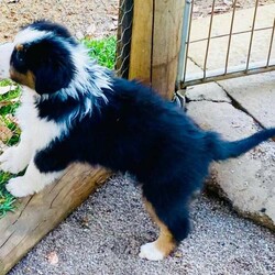 Australian Shepherd Puppies Pure Bred Black Tri Female with Full tail./Australian Shepherd Dog//Younger Than Six Months,"Fires Of Margaret River Litter""Phoenix" Female Black Tri full Tail AvailableGood Head Markings and excellent Tan Points, colour will get more as she grows just stunning. Nicely put together , good type.Temperament - Calmer, Friendly ."Fires Of Margaret River Litter"Named after we had to evacuate from the farm with livestock and our pets.“Born 25/11/2021Dam -Zenderland Lady “AKA Lady Red Tri NBT - DNA clear - Hips and Elbow Score 2Sire -Zenderland Blueberry “AKA” Blue – Blue Merle with Full tail – DNA Clear – Hip and Elbow Score 2Puppy"We strive to breed excellent temperaments, Great bone, substance, wonderful movement, and stunning heads. From fully tested parents.Puppies are well socialized, raised in our home on our farm with livestock, Miniature horses, Goats, and other dogs. They are wormed, microchipped, vaccinated, puppy pack, All Companion pet pups will be on the Limited Register. Dog West WA (Which means not for breeding or showing). But can compete in all other discipline’s obedience, herding etcTo apply for a puppy FIRST need email for a questionnaire and Details at pix******@******com thankyou REVEAL_DETAILS WE ARE IN THE Margaret River AREA Western AustraliaDogswest Membership Number 610003604
