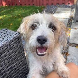 Adopt a dog:Julio/Cairn Terrier/Male/Young,Hi my name is Julio Scruff. They say I'm 1-2 years old, a Cairn Terrier mix. I get along well with other dogs. I love hanging out with my foster brothers. I haven't been tested with cats, but when I see them on my walks I do not try to chase them ( I'm more curious). My foster parents say I'm like Houdini. I have a special talent of moving from one place to another so quickly and quietly that it leaves them astonished lol. I am still working on my potty training, but I've come such a long way. My foster mom has been walking me in the evening time and that has helped me tremendously. I am still very shy and scared to meet new people so I take lots of patience. I will eventually come out of my shell once I feel comfortable. I love to hangout, I have a calm demeanor, but I get very excited when it's time to go outside (that's my favorite). I love to go outside and soak up the fresh air. I do not do well with crates, but I'm okay with being separated with a baby gate when left alone. My foster mom lets me hangout around the house when she's home. I would be a great fit for someone who has the time and patience to make me feel loved and safe. - Julio Scruff My requirements: Must have a secure fenced yard. No kids. Can never be off leash, he will escape and not come back. Must have another dog for company and to learn from. He does enjoy being with his foster brothers. s Julio has some separation anxiety, would do best in a home where someone is home often. Adoptions within 100mi of Miami, FL only.

Paw Patrol Animal Rescue looks to place each pet in the home that is best suited for them. 
All requirements for this pet must be met.
An application for consideration of adoption must be submitted. The link may be found on our website:
Pawpatrolanimalrescue.com