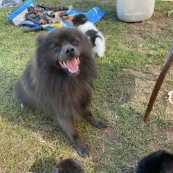 German Spitz Pups For Sale/German Spitz//Younger Than Six Months,Meet our beautiful German Spitz pups.Ready for their new homes 30/1/2022Blue and white Parti male - AvailableBlue male- AvailableBlack female - SoldThey come vaccinated, microchipped, wormed and vet checked.Looking for a beautiful loving home only.Raised on farm with other dogs , birds , horses and cows lolMum and Dad in picsChip numbers 991003001388708 & 991003001388707RPBA number 6263BIN B000614072Located Whiporie- half way between Grafton and CasinowSerious buyers only$4000 negotiable