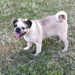 Pure Bred Pug/Pug//Younger Than Six Months,Fawn & White Panda Boy up for sale to his forever home in Brisbane.He has had his 1st, 2nd & 3rd Vaccination, Microchipped & have been vet checked and wormed every 2 weeks.He comes with A desexing certificate.Mum * Fawn * & Dad * Black & White * both have beautiful temperaments and are papered.If you have any questions, please don’t hesitate to text me on gumtree for any enquiries.Master Dogs Breeding AssociationBIN: 0000418466877