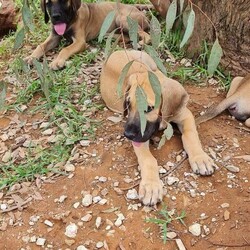 Great Dane Puppies/Great Dane//Younger Than Six Months,We have just 4 stunning pups still available born 1/11/2021, 2 males and 2 females. They are 13 weeks old and already weighing 15kg , they have been held to ensure they are growing nicely and have the best start to what will be a huge growth rate.Mum, is Fawn and Dad is a Blue Fawn. Both have been genetically tested clear ensuring that these pups are not susceptible to genetic health problems.These puppies have been Vaccinated (1st & 2nd Vax completed), Vet Checked, Microchipped, wormed fortnightly. They are just happy guys and they will be big. They have been well socialised with other dogs and have beautiful friendly temperaments. Parents and Grandparents are our dogs and have the same amazing goofy, friendly temperaments.These puppies are being sold as family pets and companions, they love people. They will come with puppy pack, 6 weeks free Pet Insurance, and full medical history, breeder support. Pups are ready to leave now.We are AAPDB Registered Breeders #16452 and fully Vet Audited. Located near Dubbo NSW. We can arrange transport for you within NSW (this is included in puppy price) ask us about other States as we can assist with this also.Photos of the pups and both parents are included. Visits to meet the pups are welcome. More photos and videos are available if distance is a consideration and we do virtual video calls with WhatsApp so you can see the puppies in real time.