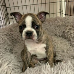 Boston Terrier X French Bulldog puppy/Boston Terrier//Younger Than Six Months,We have one beautiful little Male Frenchton puppyPuppy is 5 weeks old DOB 07/01/22Ready for his forever home at 8 weeks old on 03/04/22Puppy is 3/4 Boston Terrier and 1/4 Micro FrenchieHe has beautiful light/blonde markings of brindle and white - he will be a striking looking little dog with a lean physique and long legs like his Boston papaPuppy is well socialised with other dogs and childrenBoth parents are healthy, fit, well socialised animals with excellent breathing and genetic lines / parents are small dogs and puppy will be the same, with dad weighing 8.5kg and mum at only 7kgPuppy will be wormed, vaccinated, microchipped and vet checkedSuitable for pet only families