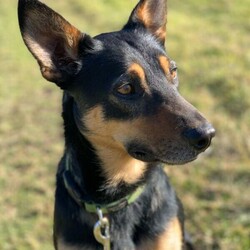 Black And Tan Male Kelpie pup/Australian Kelpie//Younger Than Six Months,Lovely 12 week old male pup looking for his forever home.This lovely sweet boy has a very big personality and is very loving. Loves people and other dogs. Loves to go for a run or sleep at your feet.Would best be suited to acreage or an active family who has time to spend with him. Has been well socialised with people, other dogs, horses, cats etc.He has had his worming, flea treated, vaccinated, microchipped and vet checked. He also come with a small puppy pack.Mum and dad are available for viewing.RPBA Breeder number: 8682Call or text Sam on ******8047 REVEAL_DETAILS 