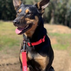 Black And Tan Male Kelpie pup/Australian Kelpie//Younger Than Six Months,Lovely 12 week old male pup looking for his forever home.This lovely sweet boy has a very big personality and is very loving. Loves people and other dogs. Loves to go for a run or sleep at your feet.Would best be suited to acreage or an active family who has time to spend with him. Has been well socialised with people, other dogs, horses, cats etc.He has had his worming, flea treated, vaccinated, microchipped and vet checked. He also come with a small puppy pack.Mum and dad are available for viewing.RPBA Breeder number: 8682Call or text Sam on ******8047 REVEAL_DETAILS 