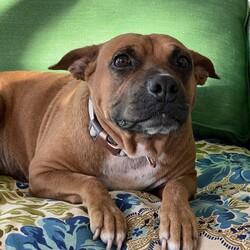 Adopt a dog:Kona/Boxer/Female/Adult,Knew immediately when we saw a photo posted of Kona needing rescue that she was AWESOME.

She is about 3 years old, a stocky 40 pounds, housetrained and a real special lady.