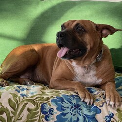 Adopt a dog:Kona/Boxer/Female/Adult,Knew immediately when we saw a photo posted of Kona needing rescue that she was AWESOME.

She is about 3 years old, a stocky 40 pounds, housetrained and a real special lady.