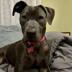 Adopt a dog:Tess/Staffordshire Bull Terrier/Female/Adult,Adoptable in: MA, RI, NH, CT, and VT

Good with dogs: Yes
Good with cats: No
Good with kids: Yes, older children
Crate trained: Yes
House trained: Yes

Tess is beautiful, athletic, curious, and super smart! She is young and has a lot of energy so she would do best with an active family who can give her lots of time outside. Tess loves massages and will lean against you to get all the scratches you have to give.

Tess does well with other dogs but not cats. Tess does well with older kids, but is not recommended for little kids since she sometimes jumps from excitement. Tess is crate, and house trained. She is a strong girl who is still learning how to walk properly on leash without pulling. 

Tess is a sweetheart who would benefit from a strong handler as she continues her training and learns her manners!

Please Note: All dogs currently available for adoption are posted on our website. If you cannot find a particular dog on our website, he/she may be on a temporary foster hold. All dogs are otherwise posted until they are officially adopted. This dog may have other interested adopters in line. If you are interested in adopting, please fill out an application.
