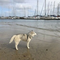 Female Siberian Husky for sale/Siberian Husky//Older Than Six Months,For personal reason, it’s a regret I have to find a good home for my beloved husky, she’s pure bred turning 6 years old, brown eyes, silver grey fur, healthy, growing in a loving environment. She’s a typical husky who’s smart but stubborn, she has her own idea sometimes needs to be patient about her. She needs someone who like median dogs and know well about husky breed, and she needs fully fenced backyard, and backyard needs to be big enough for her to run around. She’s energetic, well socialised, passionate to play with people, she’s suitable with family with older kids not small babies. She’s just over 20kg, only needs relatively low work than other dogs. She’s a ‘guard dog’ you will need to get her to know your neighbours, pat her head, otherwise she will bark when your neighbour walk around your house or play at their backyard.We need someone who can give us updates and allow us to visit her sometimes.