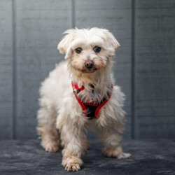 Adopt a dog:Yani/Maltese/Female/Senior,Head’s up, Boston–Yani is looking for a home! Meet Yani, one of the Maltese mamas rescued from the Namyangju puppy mill (swipe for video). Yani is a 9-year-old female Maltese mix who weighs about 10 pounds and has an astoundingly long neck. She is a little character who is gentle and curious inside the home, loves her crate, and gets along well with her foster sibling… a cat! Yani is still getting used to city sounds while walking outside, but she is food motivated and therefore eager to learn through training. We think Yani would do best with a patient adopter, ideally with a friendly dog or cat in the home who can show Yani the ropes. Are you ready for Yani? Apply to adopt!

Please note: Yani's adoption fee is $450. 
———————------------------

Our adoption radius is now within 30 miles of the following locations: NYC, Boston, Philadelphia, Lehigh Valley, DC, Baltimore, MD, and Western CT. You must be able to pick up the dog at our office in Astoria, Queens (no exceptions). You must wear a mask and practice safe social distancing when traveling and picking up the dog.

———————------------------

INTERESTED IN ADOPTING?

Please check our Adopt page (www.koreank9rescue.org/adopt) and our Adoption FAQ (www.koreank9rescue.org/adoption-faq) to learn more! These pages include our requirements, adoption fees, adoption procedures, currently adoptable dogs, answers to frequently asked questions, and the link to our online adoption application! You can also email us with questions at applications@koreank9rescue.org


NOT READY TO ADOPT BUT LOVE OUR DOGS?


As a 501(c)(3) dog rescue, we rely on donations to continue saving these precious dogs. Check our Donate page (www.koreank9rescue.org/donate) and our Patreon (www.patreon.com/koreank9rescue) to help support our rescue. Let's keep making a difference together!
