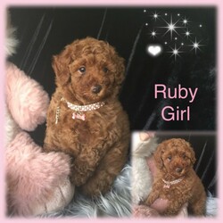 Adopt a dog:Toy Poodle Pure Bred RUBY RED, DNA CLEAR 2 GIRLS 3 BOYS, DOB 11/02/22/Poodle (Toy)//Younger Than Six Months,Toy Poodle, Ruby Red, Pure Bred, DNA clear by parentage, both parents tested and clear by Orivets full breed test. Very healthy pups, vet checked 24/2/22, and all clear. Immunised, microchipped and fully wormed. DOB 11/02/22, READY TO GO TO LOVEING NEW HOME 8/04/22. As at the 26/02/22, 6 weeks 1 day old. Colour of pups, is genuine and has not been enhanced or edited.FIRST VIEWINGS AVAILABLE THIS WEEKFor pease of mind, I am an experienenced, small ethical responsible registered breeder, I only have 2 litters a year, so that I can offer a well socialised, happy healthy pup. Quality rather than quantitiy, they are not negected in any way. They live indoors and regulary go outside to toilet.These pups have been vet checked and DO NOT, NOT, have lactating patella, a common knee joint condtion in many small breeds, costing around $3,200 to surgically remedy. Also by DNA they DO NOT have PRA, which is premiture blindness at three to 4 years young!These puppies are georgous, they have amazing thick soft coats like velvet, they are suplimented with Omega 3 fish oil to assist with brain development, joints eyes, good digestion, to give them the best start in life.DNA Orivet tested for both panents CLEAR AND NEGATIVE OF THE FOLLOWING:Degenerative MyelopathyPRA, premiture blindnessvon Willebrandsdisease Type 1Mucopolysaccharidosis VI poodle typeGanliosidosis GM2 Poodle TypeDNA reports available on viewingPoodles are aclaimed to be the second most itelligent breed available, with a non shedding coat, but must be brushed regularly, just a few minuets if done often, easy to train, loyal and loving nature, makes them the perfect inside family member and companion. Must go to good home.These pups are fed a healthy well balance diet that incudes chicken and Black Hawk puppy dry food.These pups have come from a long line of reds.5 pups, 2 girls and 3 boys, small to medium, $4200 to $5000 microchip numbers below:991003001385161, 991003001385176,991003001385166, 991003001385172, 991003001385173.I have Ruby girl, very happy social girl, lovely red, darkest and biggest in the litter, her tail wags 10 to the dozen, very cute SOL.D pending paymentBaxter, first born, very good little boy, smallest boy, snuggly, playful, and very good natured SOLD PENDING PAYMENTTeddy, one of two almost the same, second born, calm gentle and playful, he is a little shorter than his brother Blaze, Teddy $4,300Blaze loves to play and tubble with his brothers, 4th born, good boy eats and sleeps well $4,300Crystal a sweet adorable little girl smallest of the litter and last born, very well aportioned, just 800 grams at six weeks, Crystal on holdThe entire litter are very happy good natured pups, from very good natured parents. Pups socialise each day with bigger dogs, during outside play and toileting.Please contact for viewing of pups, available to view next weekend April 2nd and 3rd, 2022.More photos uploaded as pups grow, mum Dad last photos. Blaze and Teddy photos updated to 7 weeks of age.These pups are inside family pets, they require a fully fenced yard or court yard.Companion pets only.Parents DNA reports available to viewPuppy pack provided with lots of goodies, some dry food and fresh chicken & rice to help you get started at home.Transport may be able to be organised, direct flights only, at buyers expense, excluding long flights like WA, as the flight too long and too hard on the little pup.These pups are entireI am avalable for after sales support if required.Please email me with a few details about yourself and the kind of home you can offer these precious babies. If you are seriously interested and if you choose to leave your phone number I will call back.I do not respond to an SMS asking me to email, as recommended by Gumtree, due to risk of scammers.RPBA 956