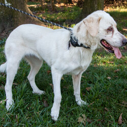 Adopt a dog:Shadie/Great Pyrenees/Female/Young,Help Shadie stay in Texas!!! 

GPRS caught up with the Shadie Lady to see how she was doing in her foster home. 

GPRS: Hey Shadie! How are you liking being in foster?

Shadie: Just fine! I was just fixin to go bark at the ducks in the pond outside the fence.  

GPRS:  You don’t like ducks? You didn’t like cows much either. 

Shadie:  I didn’t like cows. They just chewed the cud and talked about the weather and grass. I kept running away because I was bored. I wanted to be with people. Ducks are more fun. I bark, and they fly away. They make funny sounds. 

GPRS:  That does sound like fun. For you at least. What do you think about coming to foster in the Pacific Northwest and getting adopted there?  

Shadie: I’m a Texas girl. I’m sure y’all are nice up there, but I’m Texas-born and bred. It’s my home. I’m shorter coated, as you can see. It might be too cold for me. I reckon I’d rather stay here. Why doesn’t anyone here want to adopt me?

Shadie is a 3 year-old spayed female Great Pyrenees who weighs approximately 66 pounds. She is a short hair dog (so much less shedding), is house-trained, and does not climb on furniture.

History: Shadie came to Spring, Texas, after being on a farm in East Texas where she was supposed to guard cows. Shadie kept running away to be with people so she was kept on a chain until she came to GPRS. 

Notes from her foster family:

• Shadie Girl loves playing in the backyard with PYR buddy Ben. They take turns chasing and then being chased by each other.  

• She is an expert at playing fetch with her Kong toys.

• She prefers to be inside the house more than outside. She always sleeps inside the house at night. She will choose a quiet place to sleep. She loves to sleep in our walk-in closet.

• She loves to be brushed and petted and loves to receive treats for being a good girl!

• Her favorite activity of the day is to go on walks!

Shadie needs some leash work, but she loves everyone and everything. She would like a dog friend in the house to play with. Adult or adult and teen households only as she can be a little rambunctious when she is playing and is a little protective of her food. Also, no ducks, please. She's a pretty, loving, and good girl who really wants a home in Texas.

ADOPT HERE: Complete an Adoption Application for your Pyr-fect new family companion at https://gprs.rescuegroups.org/forms/form?formid=6206.

All dogs and puppies require VISIBLE fencing

Adoption fee: $325 (Adoption fee includes spay/neuter, heartworm test, rabies, distemper, parvo and health certificate for travel). Adopters outside of Texas pay the cost of transport to independent transport service ($250).

GPRS has proudly placed thousands of Great Pyrenees and GP mixes in the PNW for over a decade. Our volunteers have over 100 years combined experience fostering, screening, and placing this majestic breed into loving, forever homes. When adopting from us, you can rest assured that we provide life-long support and advice when it comes to your new family member. As always, our purpose is to find the best match for every unique dog that comes through our doors. Taking the time to find the right fit comes first and foremost at the Great Pyrenees Rescue Society. If you are interested in adopting, please take the time, and apply. You will see firsthand how much care, attention and love goes into the process, when you are guided a personal screener. This is why we have people come back again and again for their next family member! See all our dogs, fill out an application and discover why we are the BEST at placing the right dog in the right home! https://gprs.rescuegroups.org/.

ADOPTION, FOSTERING, AND DONATIONS are just some of the ways you can help a rescued dog. We have worked hard to cultivate a large network of volunteers to save this majestic breed. While monetary donations are always much appreciated, you can also help by donating your time as a GPRS foster or volunteer.

FOSTER HERE: Apply to foster at dog at https://gprs.rescuegroups.org/forms/form?formid=6281 .

VOLUNTEER HERE: Let us know your interests in helping our Pyr friends at https://gprs.rescuegroups.org/forms/form?formid=6272.