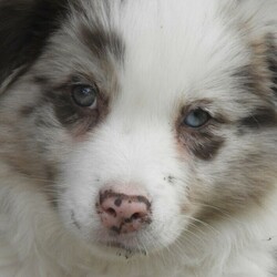 Stunning P/Bred Border Collie Puppies/Border Collie//Younger Than Six Months,Absolutely stunning P/Bred border collie puppies available for their perfect forever homes.Choc Merle boyblue Merle boy (sold pending pick up)will have beautiful med to long coatsOur babies will only be available to suitable loving forever pet homes. Super soft natures , lovely little sweet hearts, snuggly & very eager to learn what they can!! Having med-long coats, they will need regular grooming to keep them beautiful & tidy. Well socialised with our other farm yard furries & lookout over our paddocks at our cows & horses, OUR PUPPIES ARE P/BRED BUT COMPANION PETS ONLY, NO PAPERS!! NOT WORKING LINES.. PET HOMES ONLY Border collies are suited best to an active family, they are loving, loyal, great family dog but really important to be included as a family member, they thrive on your guidance, more than happy to be your shadow!!..they will only be available to the very best forever homes & some one able to give them the time they need...... good basic training & loads of love!!Our babies will be: vet checked - written health check: vaccinated (c3 & c2i) : micro-chipped: wormed regularly: started on their heart worm program.They all come with a puppy pack to help them settle in, this includes: dry food (advance puppy): a collar: a harness & Lead: blanky rubbed on litter mates for comfort: a chew toy: all veterinarian paper work/details: micro chipping change of ownership details made on line: 3 yr genetic health guarantee: a care sheet & any ongoing advice that may be needed.Our babies will only available to loving approved homes so please!! only genuine calls!! PREFER YOU TO MAKE THE TRIP/EFFORT TO COME & MEET THEM IN PERSON but can help with delivery to your door if in Melb metro area .. if you think one of our babies could be perfect for you, or you would like more info feel free to call Di on ******4329 happy to chat Plz no sms's!!, msg's or emails (they may not be seen & replied to & you may be missed!!) phone calls preferred between 7.30am- 5.00pm as it is great to talk in person. feel free to visit our website, / Registered breeder with ADBC reg # 2728 REVEAL_DETAILS 