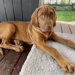 Adopt a dog:Rhodesian Ridgeback puppy (liver-nose boy)/Rhodesian Ridgeback//Younger Than Six Months,Adorable purebread Rhodesian Ridgeback liver-nosed boy offered as a pet only. Lovely temperament and very affectionate.