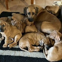 Adopt a dog:Rhodesian Ridgeback puppy (liver-nose boy)/Rhodesian Ridgeback//Younger Than Six Months,Adorable purebread Rhodesian Ridgeback liver-nosed boy offered as a pet only. Lovely temperament and very affectionate.