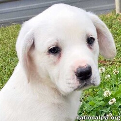 Adopt a dog:me/Great Pyrenees/Female/Baby,Oh my, don’t look now but Sugar, as sweet as her name, is one of four sisters ready to find their furever home! The 
