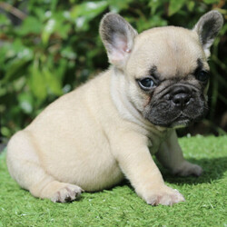 Adopt a dog:QUALITY FRENCH BULLDOG PUPS/French Bulldog//Younger Than Six Months,We currently have 5 beautiful purebred French bulldog puppies looking for their forever families!! PET HOME ONLY