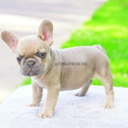 French Bulldog Blue fawn/French Bulldog//Younger Than Six Months,Looking for his forever home1x Blue fawn male carrying tanpure breed French BulldogPrice $3,250Currently & weeks old 8 weeks oldHe is 100% Clear of all inherited diseases*Registered pedigree papers with MDBAHe is microchipped and vaccinated and 100% healthy*MDBA number - 12819For more Information text message or call ******** 067 REVEAL_DETAILS 