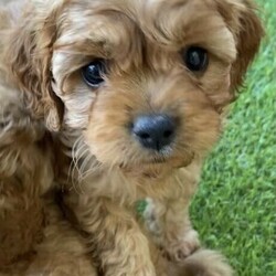 Toy Cavoodle puppies /Other//Younger Than Six Months,REDUCED PRICEFour stunning ruby girls available to the best of pet homesThese girls are raised with our family and will be used to being handled by children and socialised with other dogsThey will be vet checked thoroughly (including patellas and hips), microchipped and vaccinated. Worming has been done every two weeksMum is a ruby cavalier and dad a red toy poodleThey will come with a small puppy pack to help them settle into their new homesThey will be ready after the 11/05/2022 at 8 weeksPlease inbox enquires or txt or call to find out more information. I am happy to FaceTime or zoom serious enquirers, or organise to meet in person if possible.NCPI 9002754