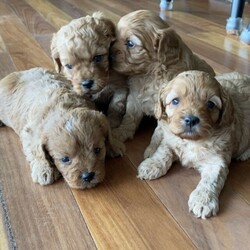 Toy Cavoodle puppies /Other//Younger Than Six Months,REDUCED PRICEFour stunning ruby girls available to the best of pet homesThese girls are raised with our family and will be used to being handled by children and socialised with other dogsThey will be vet checked thoroughly (including patellas and hips), microchipped and vaccinated. Worming has been done every two weeksMum is a ruby cavalier and dad a red toy poodleThey will come with a small puppy pack to help them settle into their new homesThey will be ready after the 11/05/2022 at 8 weeksPlease inbox enquires or txt or call to find out more information. I am happy to FaceTime or zoom serious enquirers, or organise to meet in person if possible.NCPI 9002754