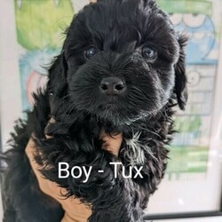 Shmoodles puppies poodle X Maltese Shih Tzu/Poodle (Toy)//Younger Than Six Months,Shmoodle PuppiesPoodle X Maltese, Shih Tzu.2 Male and 2 Female.Puppies are 6 weeks old and they will be ready to leave 14th May.Dad is a toy poodle and mum is a Maltese X Shih Tzu. Both live with me as our much loved family pets. Last two photos are of mum and dad.These puppies have been brought up inside our home around other dogs and children and are just starting to get their own personalities.They will be microchipped, have been wormed every 2 weeks from birth, vet checked and vaccinated before joining your family.We are a registered and experienced breeder of Poodles & Shmoodles.QDBRBIN0003160227673We live 15min out of Gympie at Goomboorian.If you can provide a loving home please call Lana in ******9800 REVEAL_DETAILS 