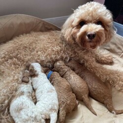 Adopt a dog:Gorgeous Red Cavoodle puppy///Younger Than Six Months,Cavoodle F2Mocha's puppie