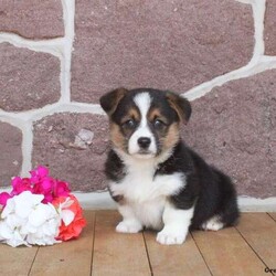 Eddie/Pembroke Welsh Corgi/Male /7 Weeks,Meet Eddie, a sweet Pembroke Welsh Corgi puppy ready to steal your heart! This lovable little guy is vet checked, up to date on shots & wormer, plus comes with a 1-year genetic health guarantee provided by the breeder. Eddie is family-raised with children and can be registered with the AKC. If you would like to find out more about this cutie and how you can welcome him into your heart and home, please contact Lisa today!