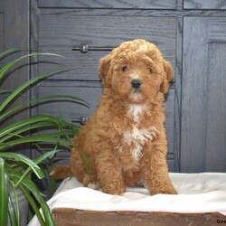 Sassy/Mini Goldendoodle/Female /7 Weeks,Say hello to Sassy! This adorable F1B Mini Goldendoodle puppy is one of a kind and can’t wait to spoil you with love and attention. Sassy is family raised with children and loves to be the center of attention. She is vet checked, up to date on shots and wormer plus comes with a health guarantee provided by the breeder! If this puppy is the one for you please contact Norman & Barbie today.