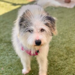 Adopt a dog:Rosie/Wheaten Terrier/Female/Baby,Hi, my name is Rosie.  I am 8 months old and very calm for my age.  I was a back yard pup in my previous home so I am just learning how to come into the house.  I don't bark and love to fo on walks.  I need some maintenance with my fur but not much trimming. I'm not to fond of car rides. 