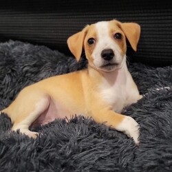 Adopt a dog:Don Julio/Chihuahua/Male/Baby,Don Julio: Hi! My full name is Don Julio. Most days I go by just Don or Julio, but, if I'm feeling extra spicy, then it's the full Don Julio. At 8 weeks, I am about 2 pounds of mostly head and belly. I have very little legs, but my foster mom always says she's impressed by how quickly I get around. I am currently living with my brothers and sisters, where we are being trained to only potty and poop on pee pads (all I can say is I am a work in progress, and if and when I do mess up, please blame my bladder not my heart). I LOVE people. Really, they are my favorite. My foster home has two other dogs (one big one small) that I like to sniff and play with. Not sure what a cat is, but I'd probably be open to meeting one as long as they don't swat at me. I am fragile--remember 2 pounds and little legs--so just know that I need gentle handling and extra care when being picked up. Oh, and I give great nose kisses. I don't have any health issues (that I'm aware of!) Out of my bunch, I’m pretty chill and mostly want to snuggle in your lap. One last thing, I'd be the perfect companion to any happy hour outing (how cute would I be sitting with you at a bar, especially with a name like Don Julio!) AND I'd also be an AMAZING post-happy hour cuddle buddy. I give my foster mom cuddles at least twice daily. 
