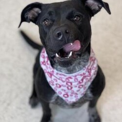 Adopt a dog:MJ/Mixed Breed/Female/Adult,Meet MJ! 
She is 3.5 years old and has the cutest speckled feet! 
MJ came to our shelter after winding up in a crowded partner shelter in Georgia! MJ has been very sweet since arriving and loves to have attention and pets! So far, she has even managed to keep her kennel clean overnight, which leads up to believe she may be housebroken! MJ likes other dogs and does well in playgroups. Based on her balanced demeanor, we believe she would be great with children too! If you would like to adopt the adorable MJ, please fill out an application or come visit her!
